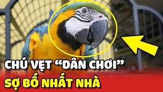 Chú Vẹt "DÂN CHƠI" không sợ mưa rơi nhưng lại SỢ BỐ nhất nhà không dám cãi lời 😂 | Yêu Lu