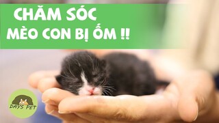 Cách chăm sóc MÈO CON BỊ ỐM đơn giản nhất Sen cần làm ngay | Dayspet