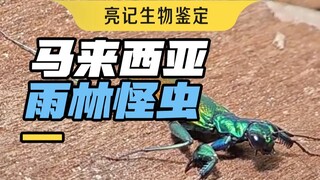 名字像法制节目的姜、赵四般的虫……马来雨林怪虫太多！