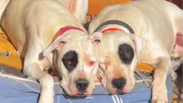 «ترنيمة الرجل العادي»