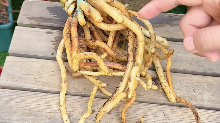 Don't throw away a decaying Clivia! One trick can double its value.