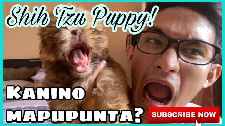 MAY OWNER NA YUNG SHIH TZU KO | SUPER MARCOS VLOGS