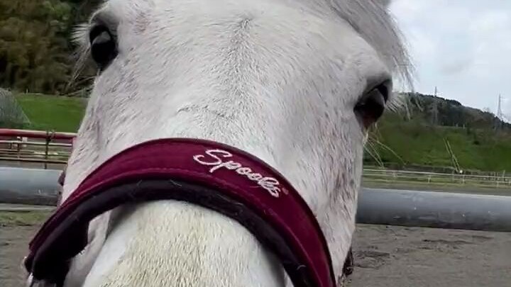 You can hear the snack-crunching from dozens of meters away.