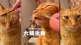 Let's give our big orange cat a beautiful makeup look 🐈