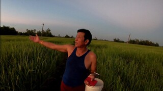 อัปเดตทุ่งนา|ข้าวเริ่มออกร่วงแล้วเด้อพี่น้อง