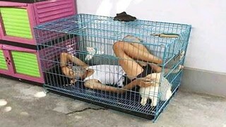 When Animal Is Also A Comedian - Funny Dogs And Cats Reaction! | Pet Squad