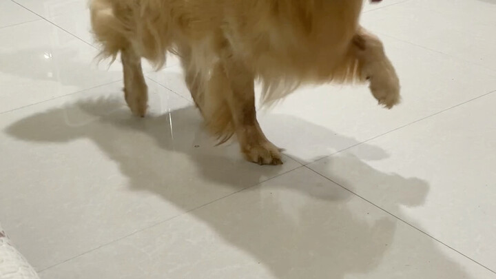Apakah golden retriever di rumah kalian juga sebandel ini?