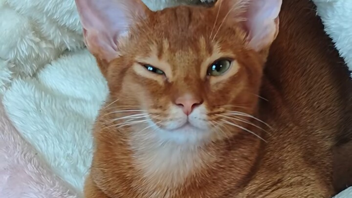 Xiao Mao, don’t you like my stir-fried cat food?