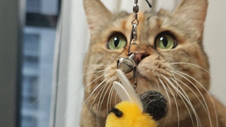 Let me try if this toy is fun to play with.