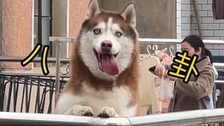 Husky: Anak anjing siapa ini? Coba kulihat!