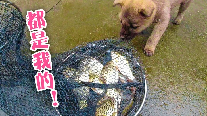 Carp caught in the autumn rain—so fresh and tempting—but the dog suddenly turns on me and snatches t