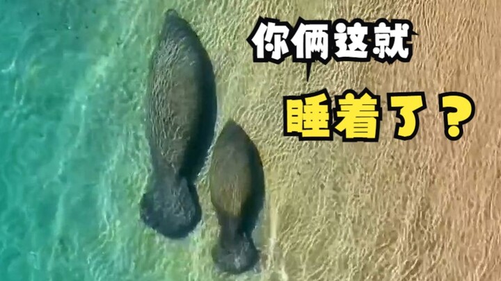 Waktu Santai Para Hewan!