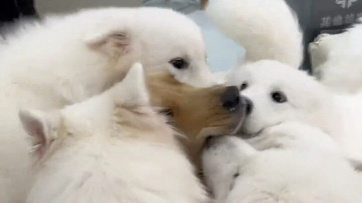 Khi chó Golden và Border Collie lỡ bước vào hội Yêu Thú