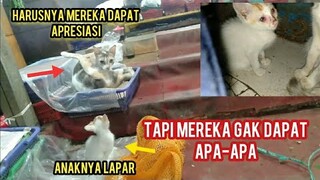 Demi Berharap Di Kasih Makan Kucing Ini Menunggu Lapak Pedagang Sayur Dari Hama Tikus..!