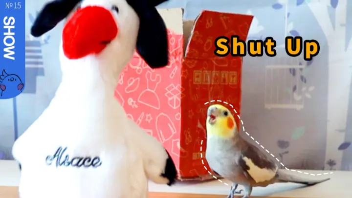 【Animal Circle】Do not buy your parrots talking toys! 【Marco Polo Show】
