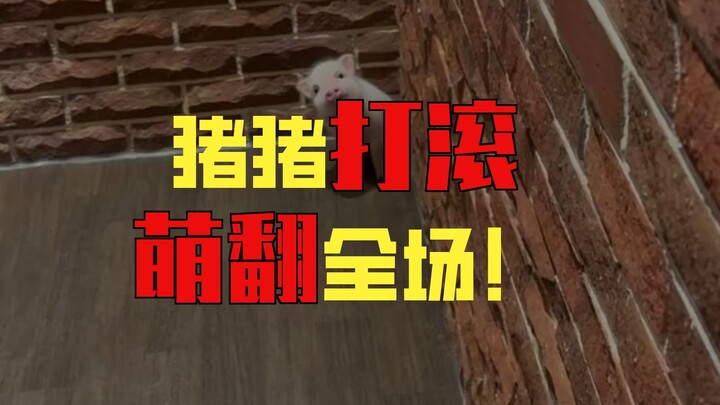 Do you like such a cute mini pig?