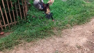 kanawayon vs hatch gray