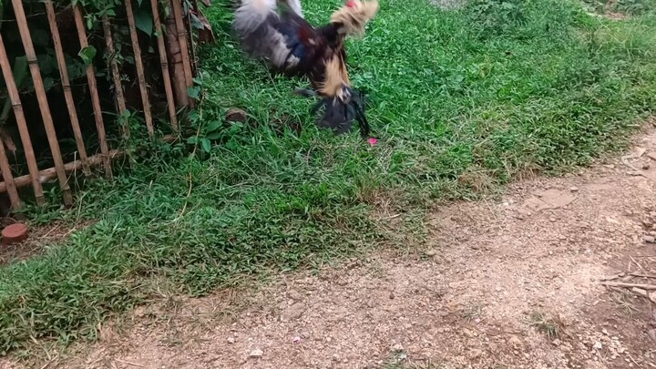 kanawayon vs hatch gray