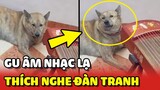 Chú chó có GU ÂM NHẠC độc lạ vì chỉ thích nghe ĐÀN TRANH 😍 | Yêu Lu