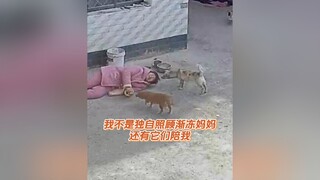 Friends who often visit me should have noticed that my family has several dogs. They are not expensi