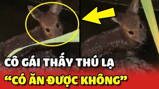 Bắt gặp THÚ LẠ, cô gái hỏi 1 câu khiến người nghe BẬT NGỬA 😂 | Yêu Lu