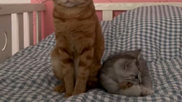 The kitten stops playing with its tail, so it taps to lure the little cat back—just look at how sly 