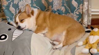 When I bought a bunch of kennels, and my dog...