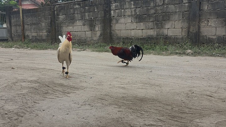 wine red vs white kelso