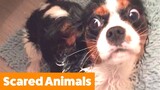 Cutest Pets Getting Scared | Funny Pet Videos