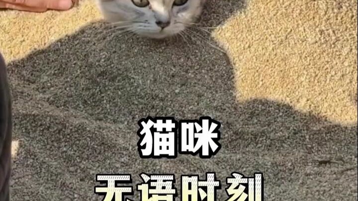 Cat: Humans are just fragile red eggs to bugs! “Cats’ Confusing Behavior”