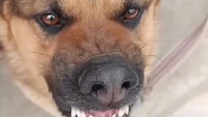 Tangan besi yang tak kenal ampun, membelai anjing besar hingga menggonggong