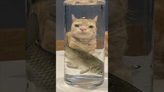 Funny animals 2023😆 - Funniest Cats and Dogs Video🐕🐈229 #shorts