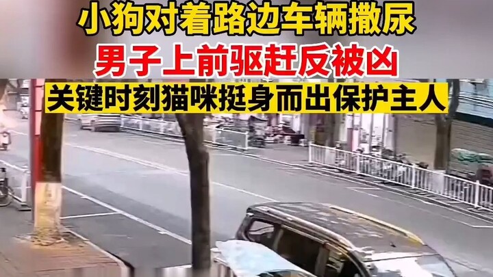 ลูกหมาฉี่ใส่รถข้างทาง ชายคนหนึ่งเข้าไปไล่กลับถูกมันทำร้าย แต่ในนาทีวิกฤต แมวกลับลุกขึ้นปกป้องเจ้าของ