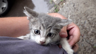 I meet a stray cat in a rainy day