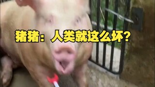 จูจู: มนุษย์เลวร้ายขนาดนี้เลยหรือ?