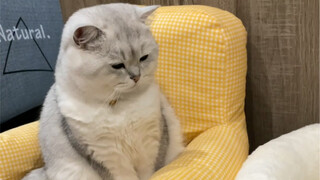 Stinky new sofa~