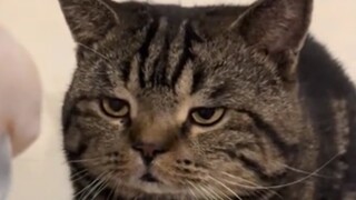 A new cat meme is born 😂