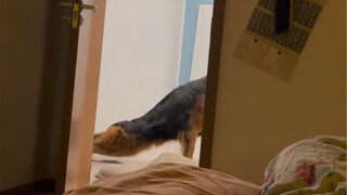 Public dog waist—seeing is believing!