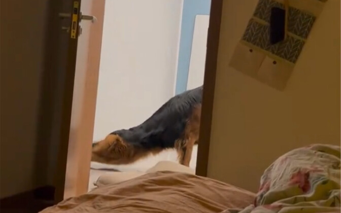 Pinggang anjing jantan, seratus kali mendengar tidak sebaik melihat sekali!!