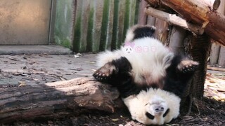 【大熊猫和花】好会卖萌，但又好像对自己的可爱一无所知