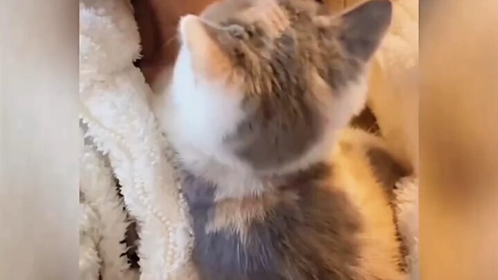 Kucing yang menggemaskan.