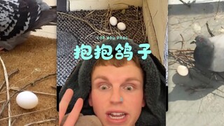 Pigeon, your nest is truly a shack‼️