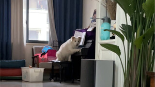 Have you ever seen a dog that can play an instrument and sing all by itself?