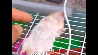 ฉันสงสัยว่าหนูแฮมสเตอร์ของฉันก็ถูกฝังทั้งเป็นเช่นกัน