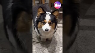 Thấy đồ ăn là bất chấp 🤣 #Shorts #Yeulu #Yeuluofficial