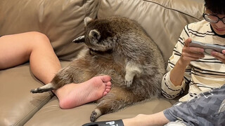 เห็นความโดดเดี่ยวบนใบหน้าของแรคคูน#แรคคูน