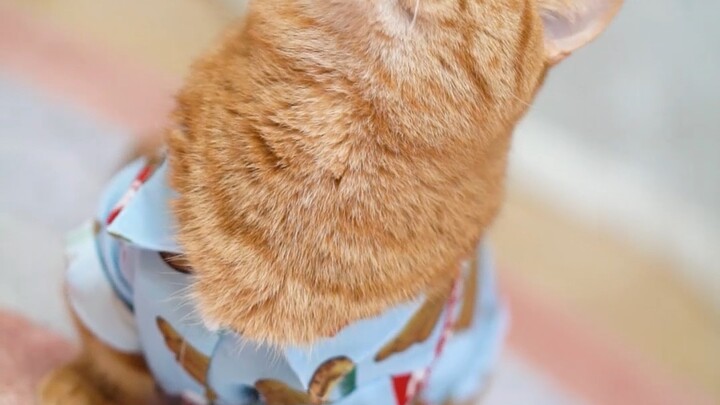 Pale yellow dress, fluffy hair… Little kitty, are you left with a million questions???