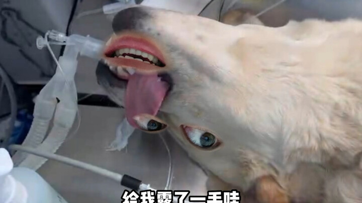 Einstein: I never said that—watch out or I’ll sue you for defamation!