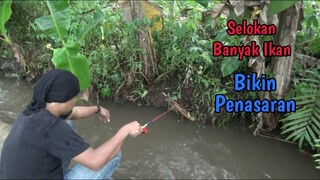 MANCING SELOKAN SAMPE MALAM GARA-GARA PENASARAN