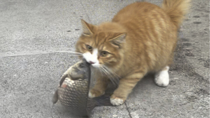 Bắt được một con mèo trộm rồi! Bảo vệ đâu! Gọi bảo vệ mau!